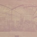 Melissa O'Brien, Cactus house, Anthotype with blackberry emulsion, 29.7 x 100cm, 2025