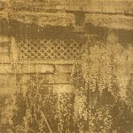 Melissa O'Brien, Maidenhair fern, Anthotype with cleavers emulsion, 45 x 45cm, 2025